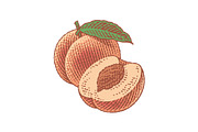 Peach, nectarine, engraving, a Food Illustration by Irina Trusova (Thumbnail 2 of 3)