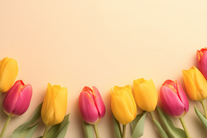 Yellow and pink tulips arranged, a Nature Photo by MistyDay