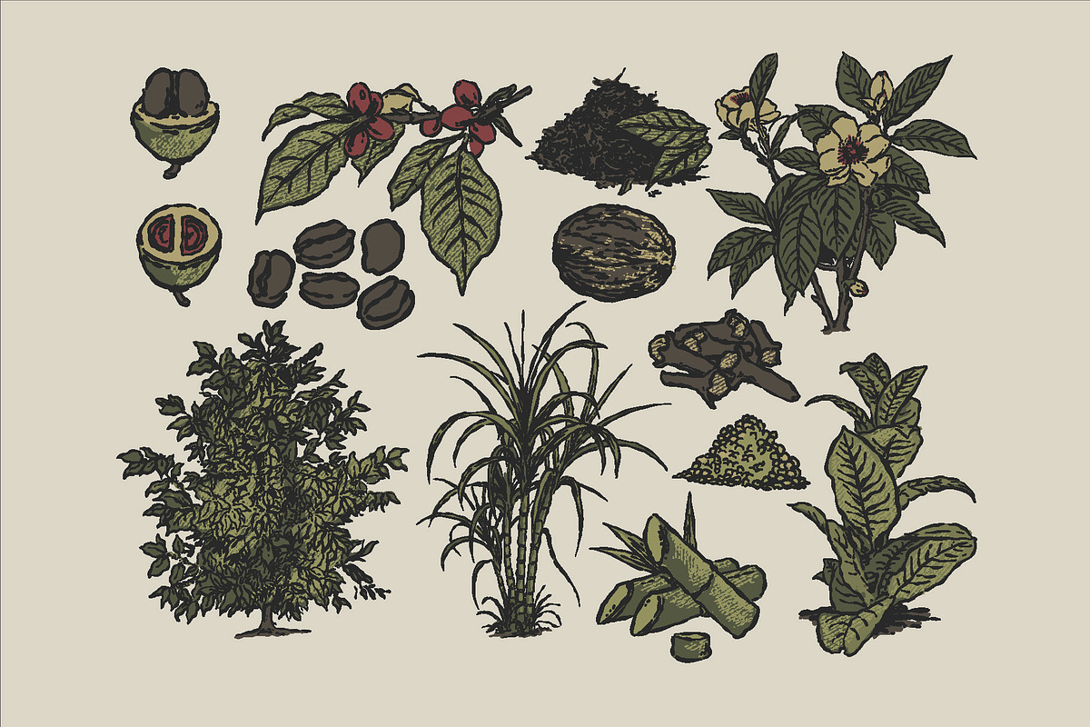 East Indies Botanical Illustrations, a Decorative Illustration by Rusted Works (Photo 2 of 10)