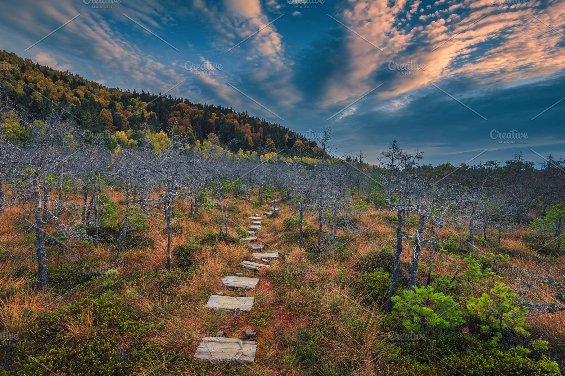 Pathway made of wooden planks, a Nature Photo by Alpine Dreams