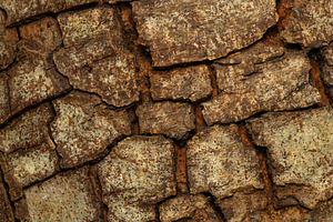 Bark of a Cluster Fig Tree, a Nature Photo by Rob D Animal Photography