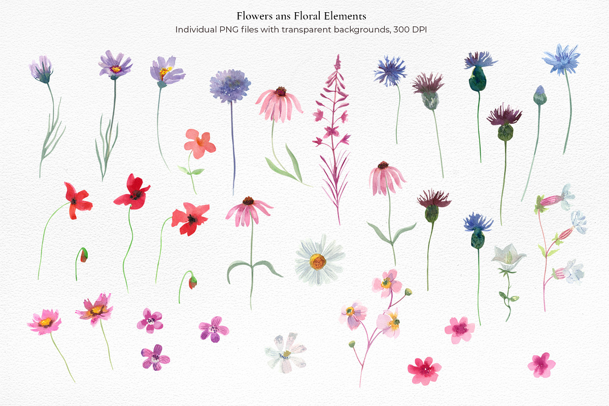 Wildflower Watercolor Collection, a Decorative Illustration by Anna Druzhkova (Photo 2 of 23)