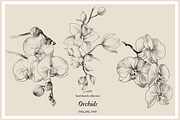Pencil drawing Orchid flowers, an Object Graphic by VictoriaKStudio (Thumbnail 1 of 4)