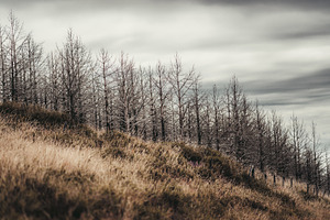 Burnt autumn trees hillside, a Wallpaper Photo by SkyNext