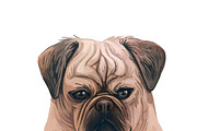 Dogs Cross Breeds 56 Animals Bundle, an Animal Illustration by Dneprstock (Thumbnail 6 of 55)