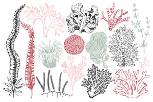 Vector Seaweeds Collection