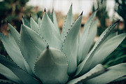 Agave plant containing agave, plant, and cactus, a Nature Photo by Chelsea Victoria (Thumbnail 1 of 2)
