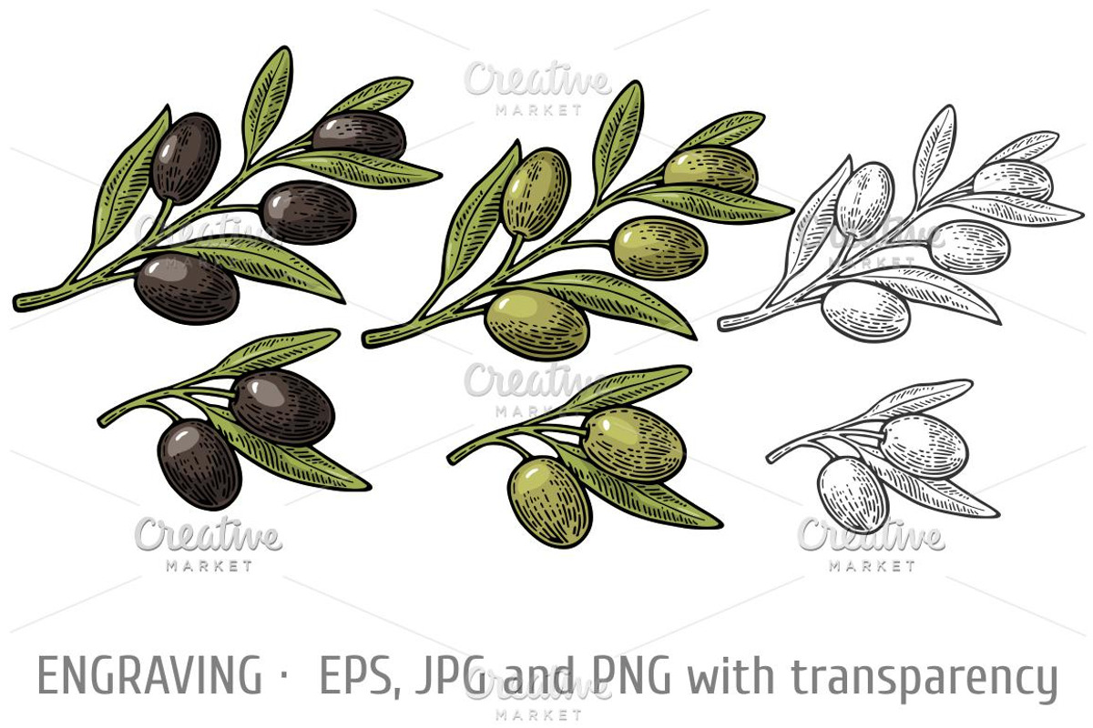 Olives on branch with leaves, a Food Illustration by MoreVector