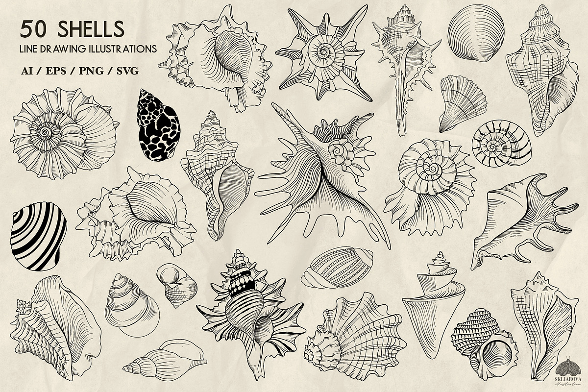 Seashells line art + Procreate, an Animal Illustration by Skliarova (Photo 3 of 3)