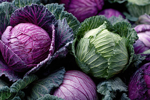 Vibrant cabbages in a garden, a Photo by Beautiful things