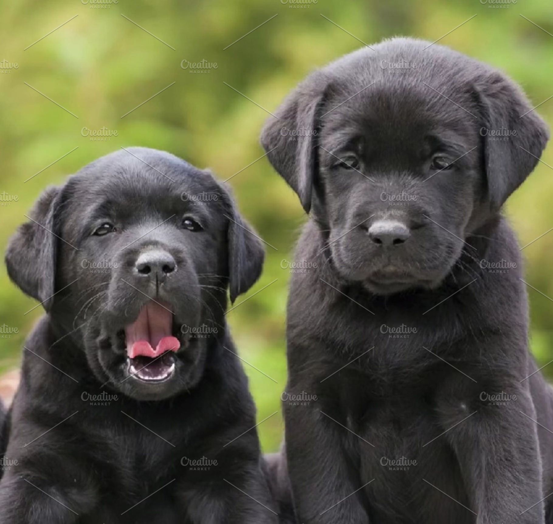 Beautiful Labrador Puppies, an Animal Photo by Fardosai Studio