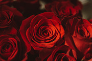 Red roses stock photo containing rose and roses, a Nature Photo by Chelsea Victoria (Thumbnail 2 of 2)