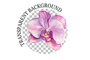 Watercolor Pink Orchid Clipart, a Seasonal Illustration by Rose Art (Thumbnail 6 of 6)