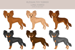 Russian Toy Terrier Longhaired