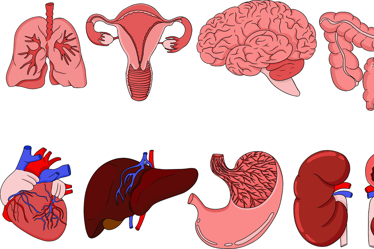 Anatomical human organ, a Graphic by Elena Mykhailenko (Photo 3 of 3)