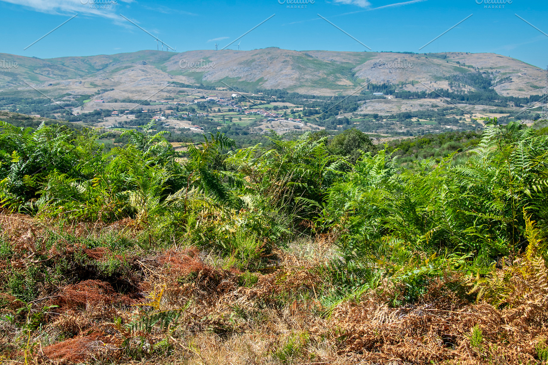 Bushes and wild vegetation in mountain terrain, a Nature Photo by DanFLCreativo