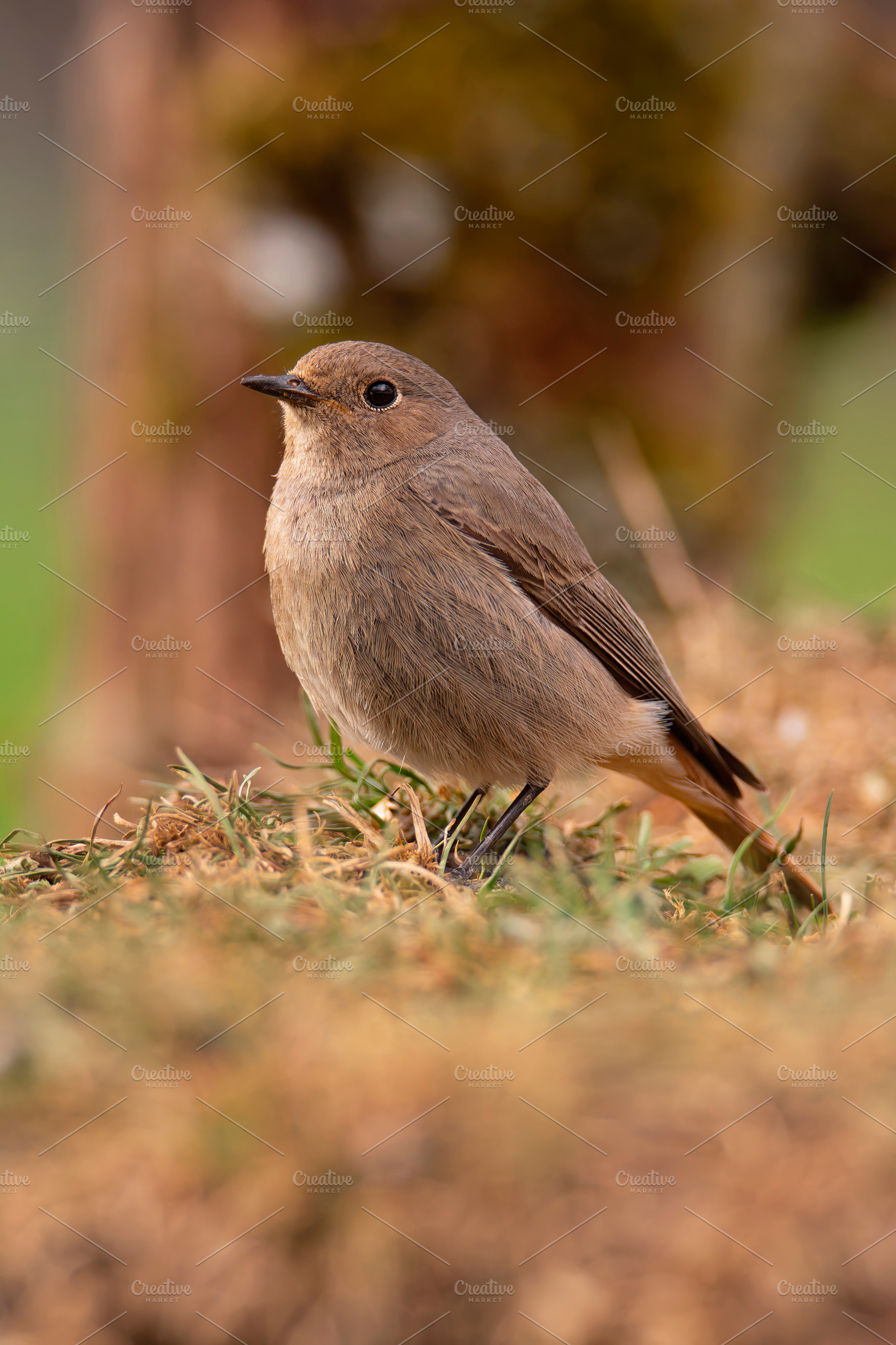 Female Common redstart in the forest., an Animal Photo by CreativePhotoSpain