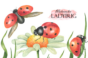 Watercolor Ladybug