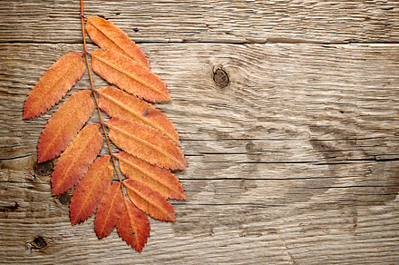 Autumn Leaves Stock Photo Containing Autumn And Fall preview 6