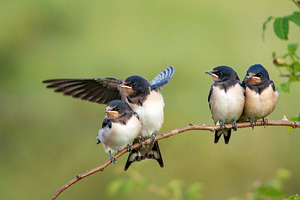 Four nestling barn swallows