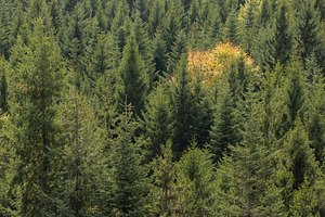 Tree tops of an autumn forest featuring tree, trees, and tree top