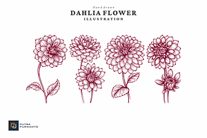 Hand Drawn Dahlia Flower Vol.02