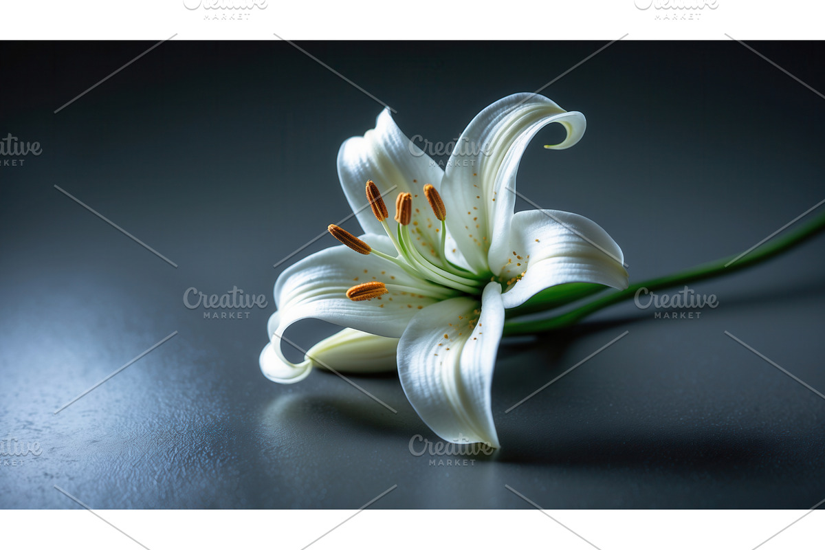 Elegant white lily flower with green, an Illustration by tilialucida