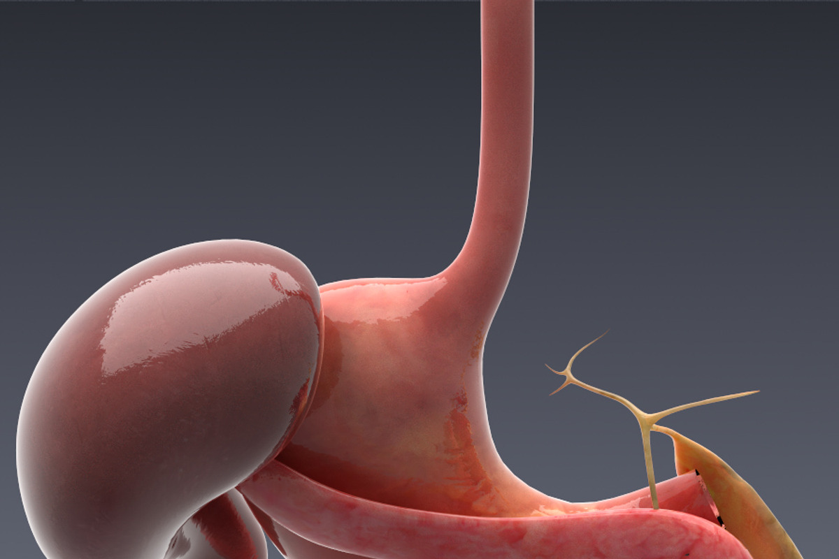 Animated internal organs, skeleton, a Characters & Person 3D Model by konstantin.ermolaev (Photo 12 of 29)