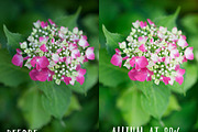 Allium PHOTOSHOP action, an Action Add-On by Les Hirondelles Ph (Thumbnail 6 of 9)