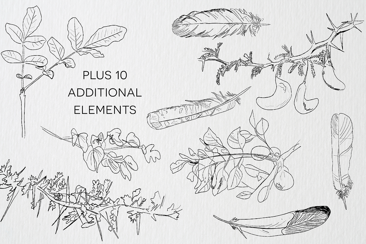Birds of Africa Illustrations, a Decorative Illustration by CL Creative Studio (Photo 11 of 14)