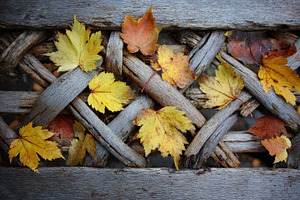 Leaves scattered on a wooden bench, a Photo by Pavel_design