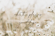 August Roma // Script Font, a Handwritten Font by PeachCreme (Thumbnail 8 of 10)