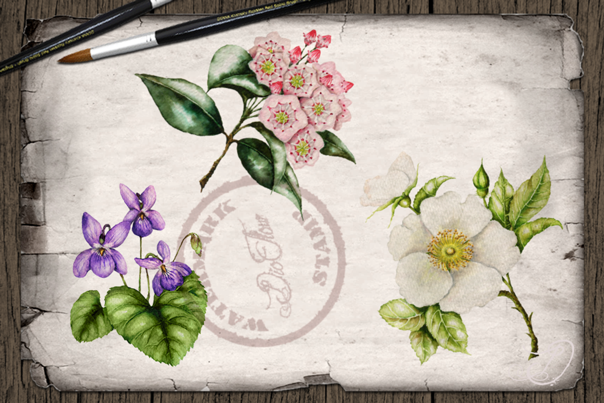 US State Flowers Part 2 Illustration, a Decorative Illustration by DioFlow (Photo 5 of 5)