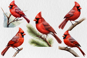 Red Cardinal PNG Christmas Bundle