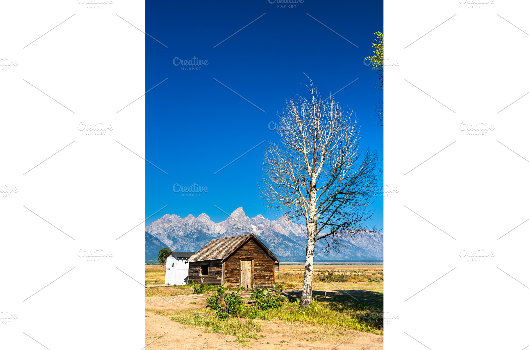 Rustic cabin and tree in Mormon Row, a Nature Photo by Leonid Andronov