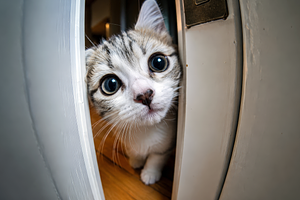 Curious Tabby Kitten Peeking, an Animal Photo by Hamza067