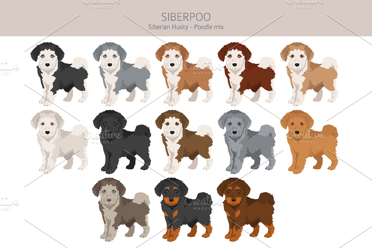 Siberpoo (Siberian Husky Poodle mix), an Animal Illustration by pet design shop (Photo 4 of 6)