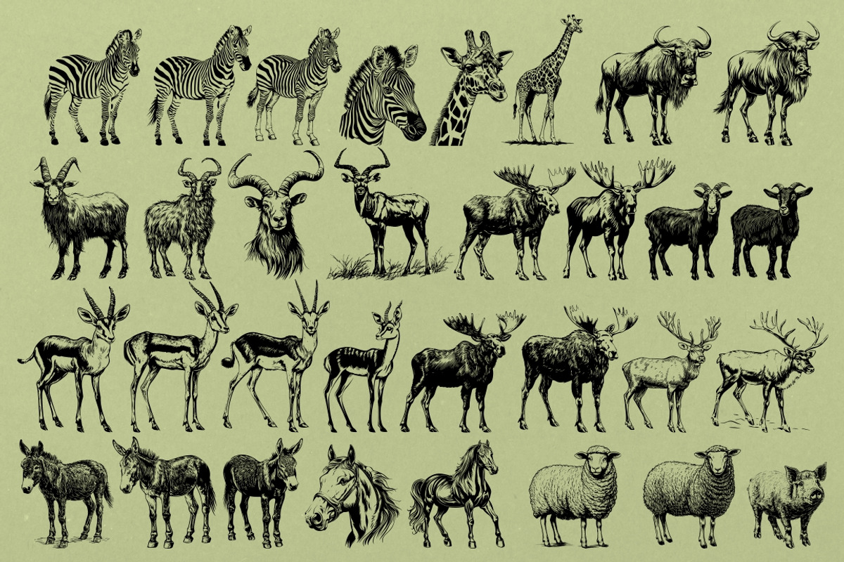 330 ZOO Animals vector illustrations, an Animal Illustration by Nocturnal Wolf (Photo 13 of 18)