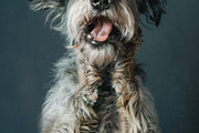 236 surprised animals, an Animal Photo by Handmadefont (Thumbnail 42 of 241)