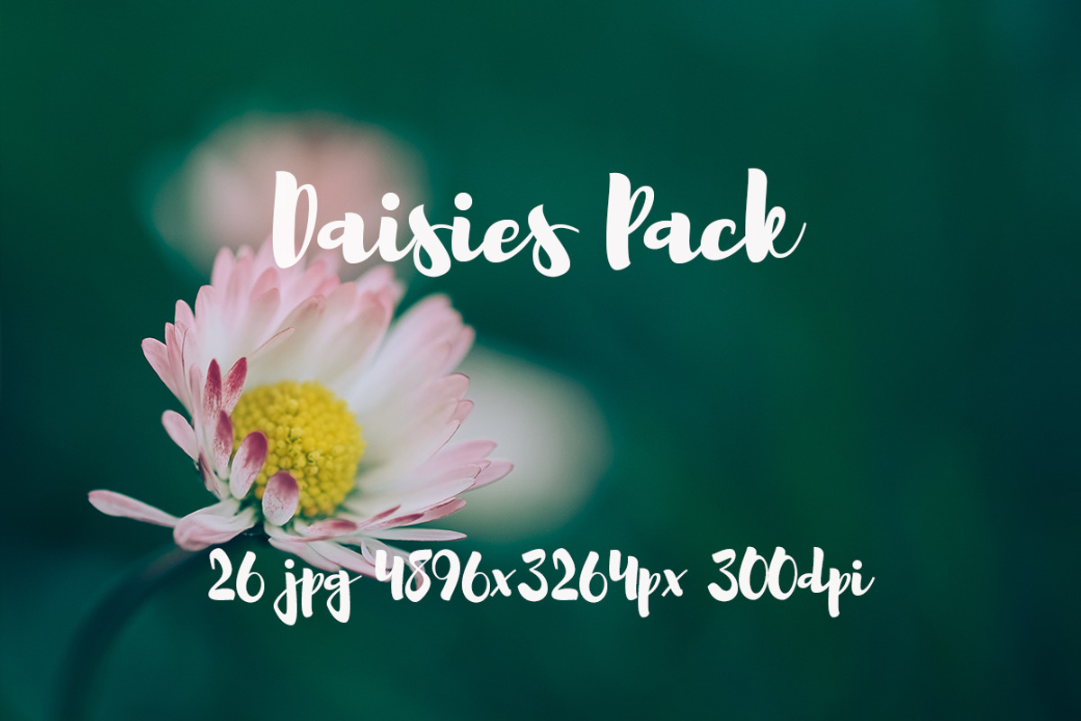 Daisies Pack, a Templates & Theme by ApertureVintage (Photo 3 of 14)
