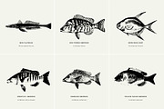 Fish Illustrations, an Object Graphic by Nomad Visuals (Thumbnail 6 of 11)