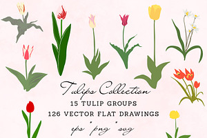 126 Tulip Varieties Flat Vectors