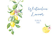 Watercolour Lemons, a Food Illustration by Botanical Art Shop (Thumbnail 1 of 4)