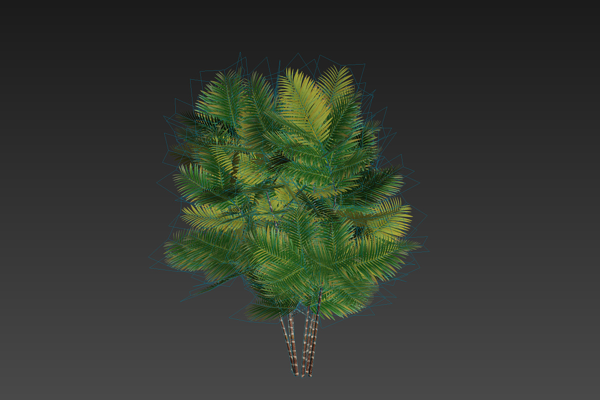 Pinanga coronata, an Environmental 3D Model by AndrewWhite (Photo 3 of 25)