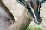 Young Gazelle with Horns, an Animal Photo by cassini_photography (Thumbnail 1 of 2)