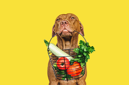 Brown puppy and small basket of fresh vegetables, an Animal Photo by Svetlana Barchan