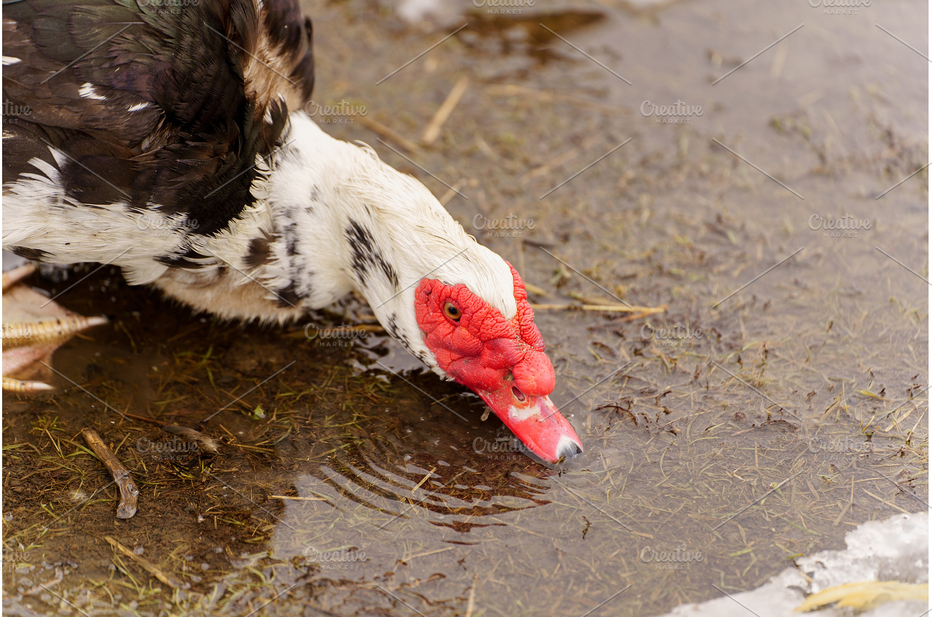 Muscovy duck drinking water from a, a Nature Photo by darksoul72