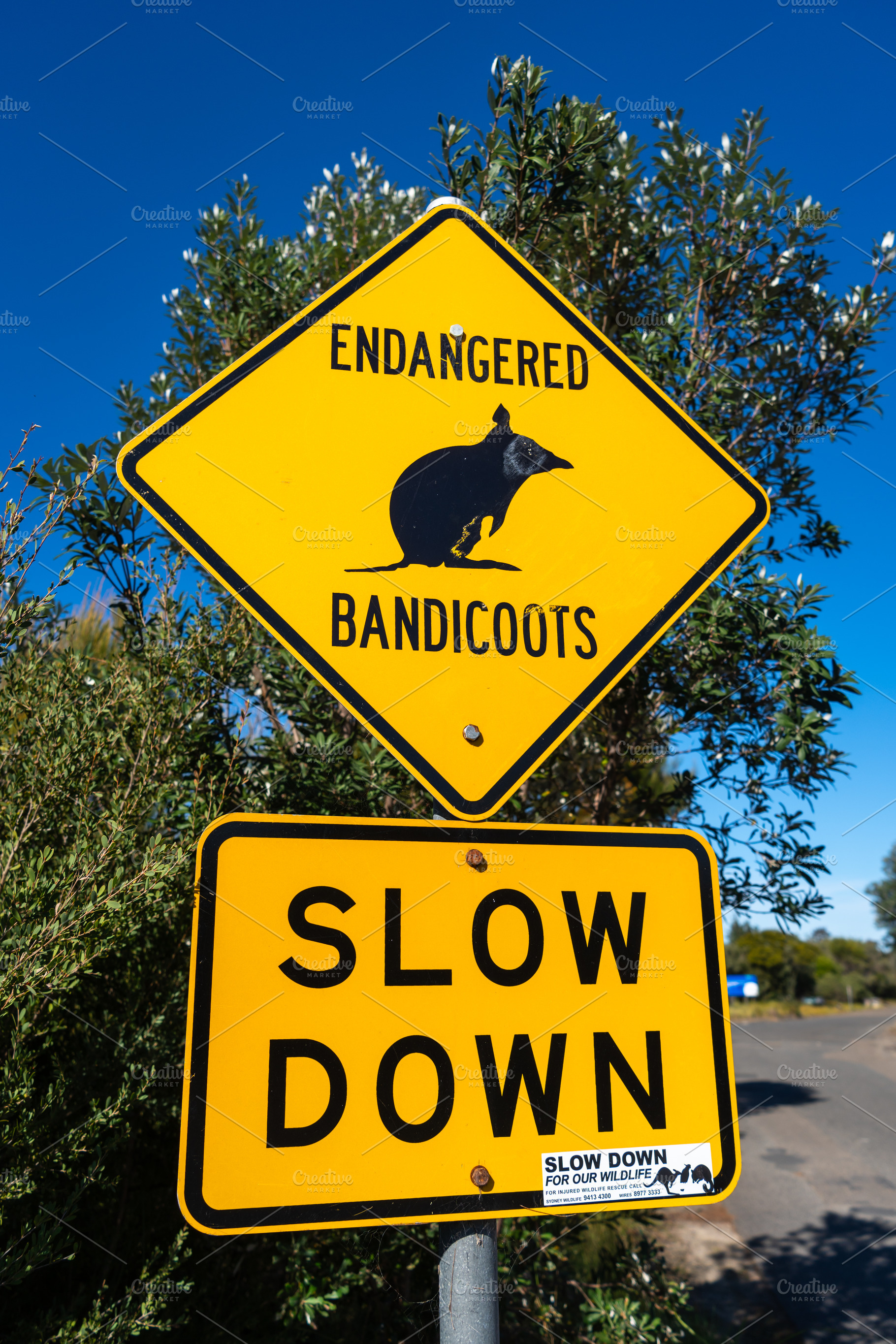 Warning sign for endangered bandicoots in Manly, Sydney, Austral, an Animal Photo by GoodGoods
