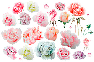 Hand Drawn Watercolor Roses 2