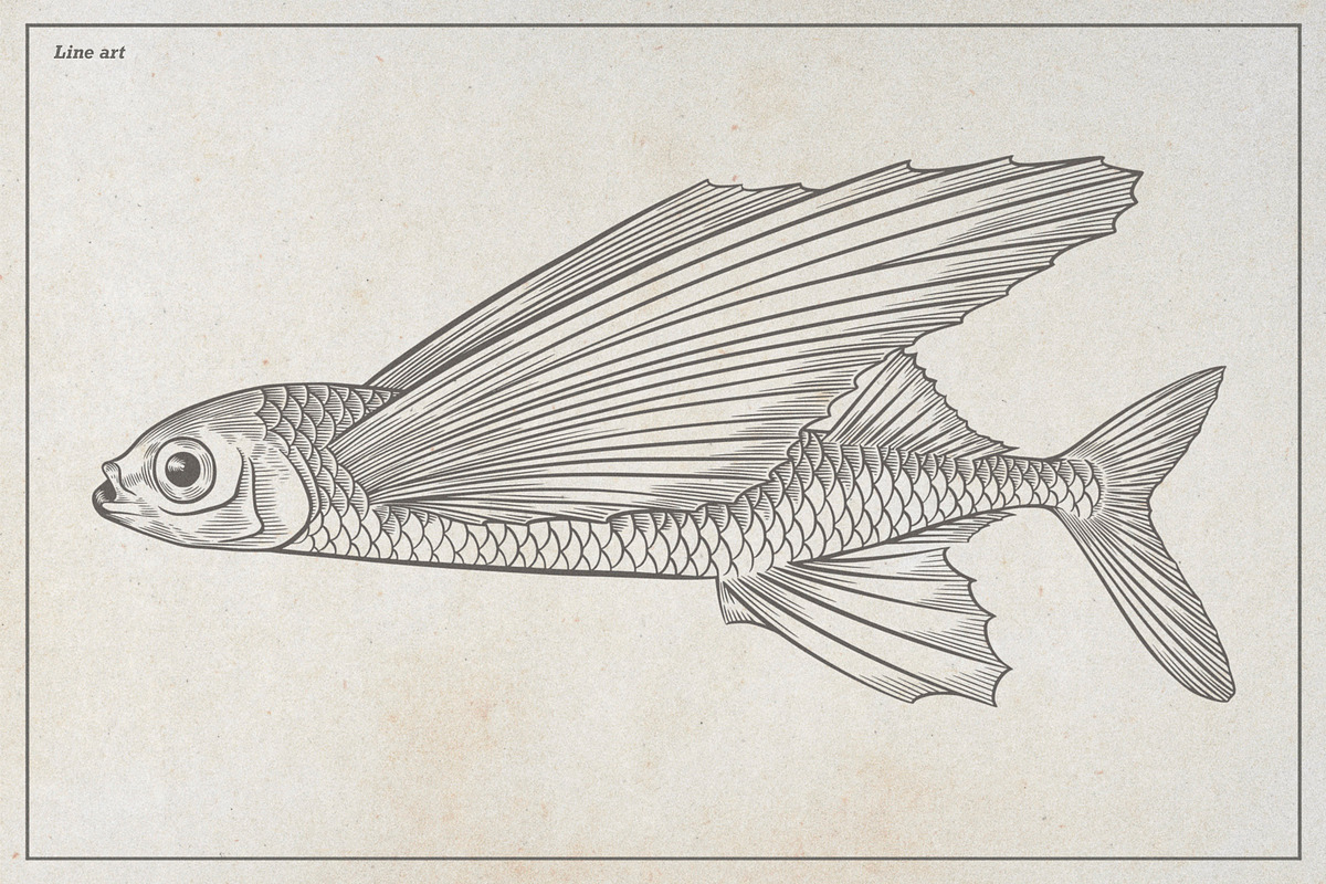 Flying Fish Vector Illustration, an Animal Illustration by Kusumaillustration (Photo 3 of 6)